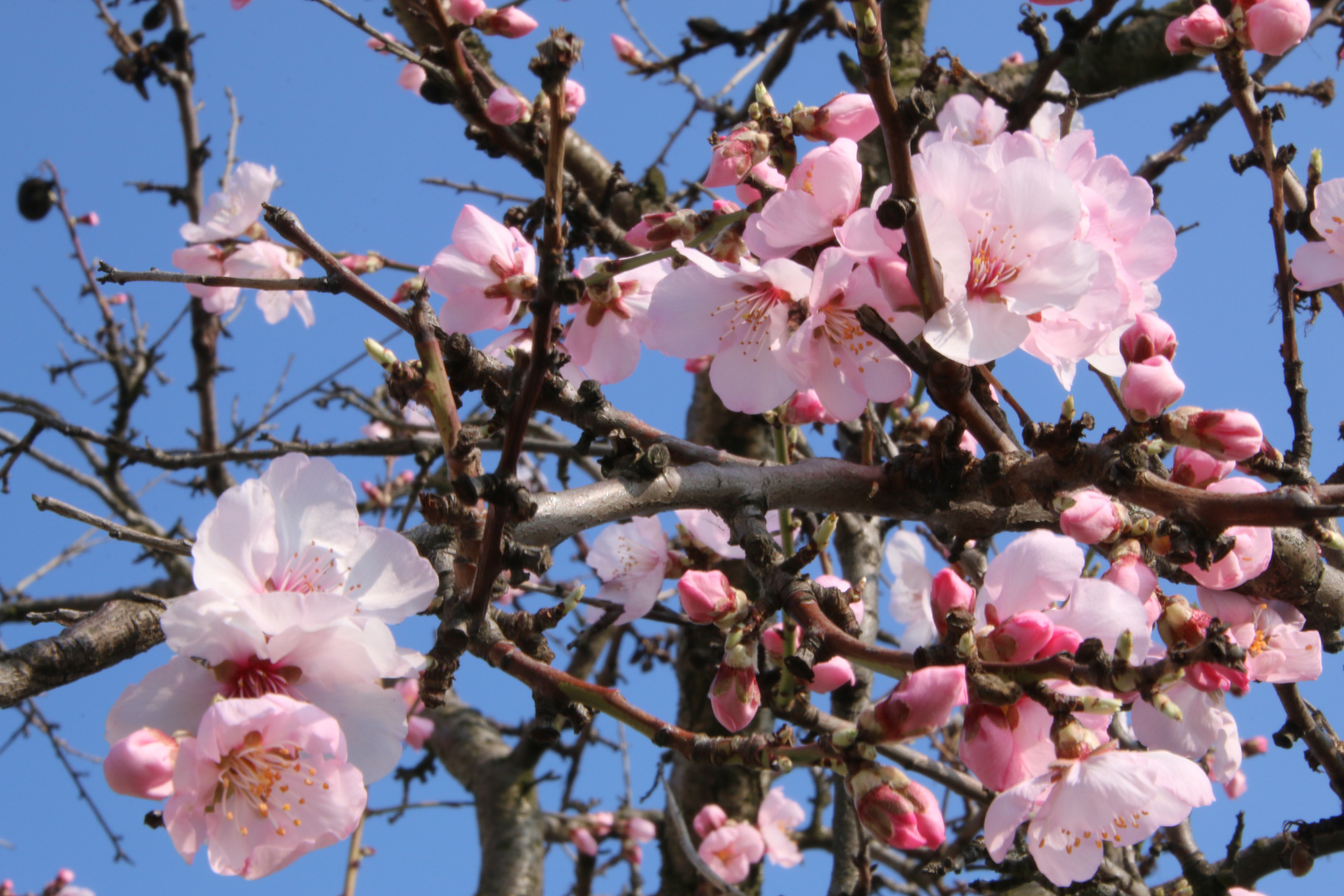 Mandelblüte in der Pfalz 5