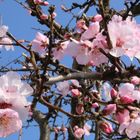 Mandelblüte in der Pfalz 5