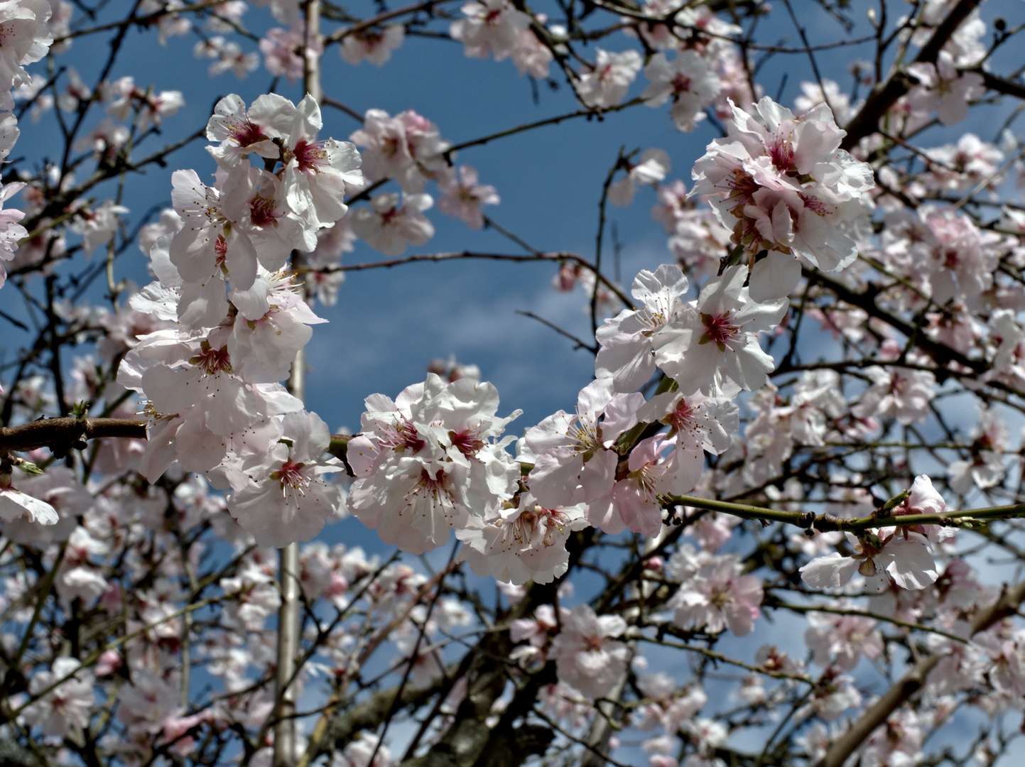 Mandelblüte in der Pfalz