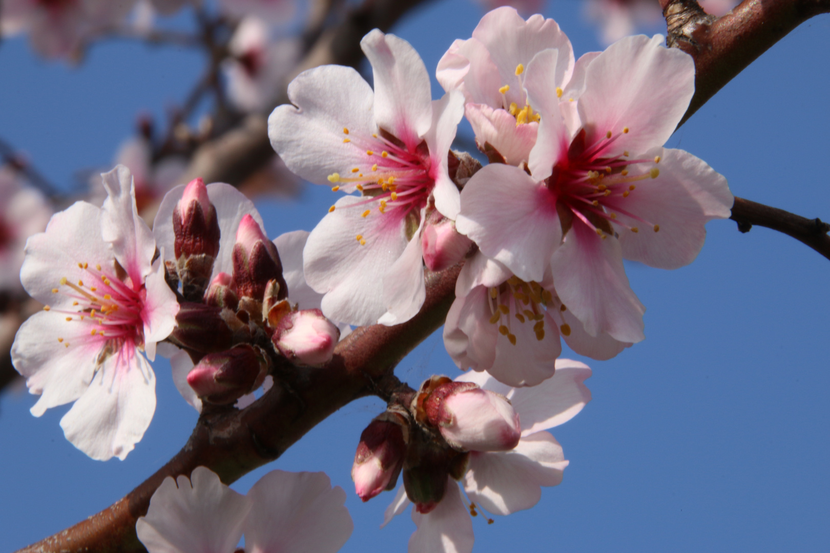 Mandelblüte in der Pfalz 6