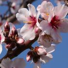 Mandelblüte in der Pfalz 6