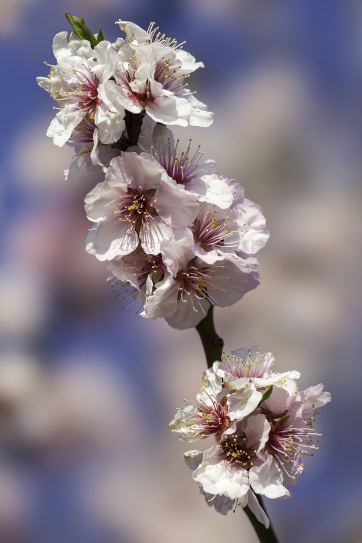 Mandelblüte in der Pfalz