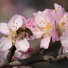 Mandelblüte in der Pfalz 7