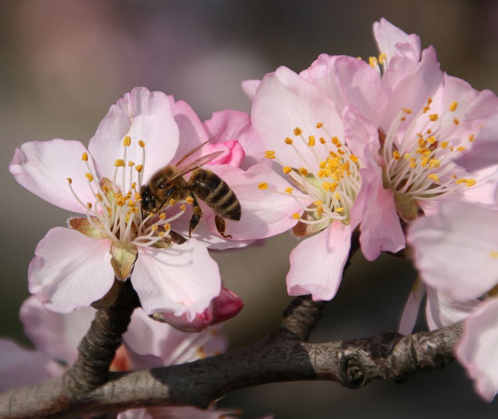 Mandelblüte in der Pfalz 7