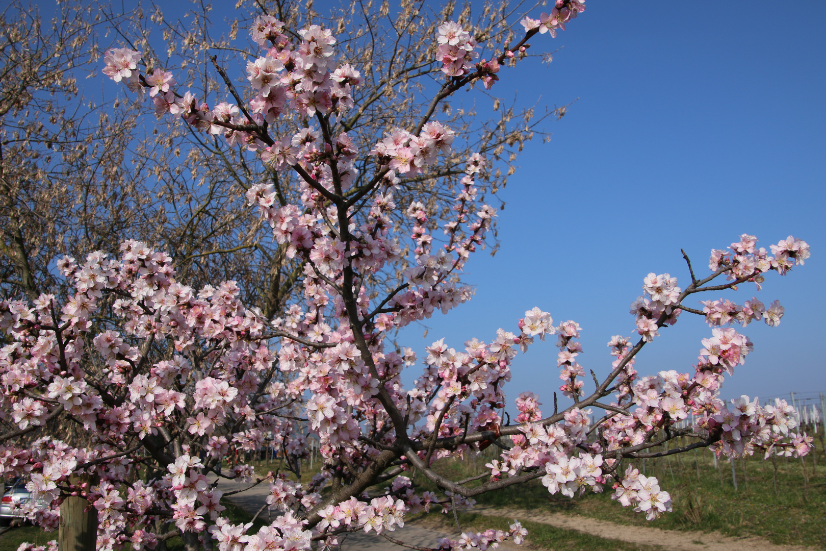 Mandelblüte in der Pfalz 8