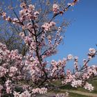 Mandelblüte in der Pfalz 8