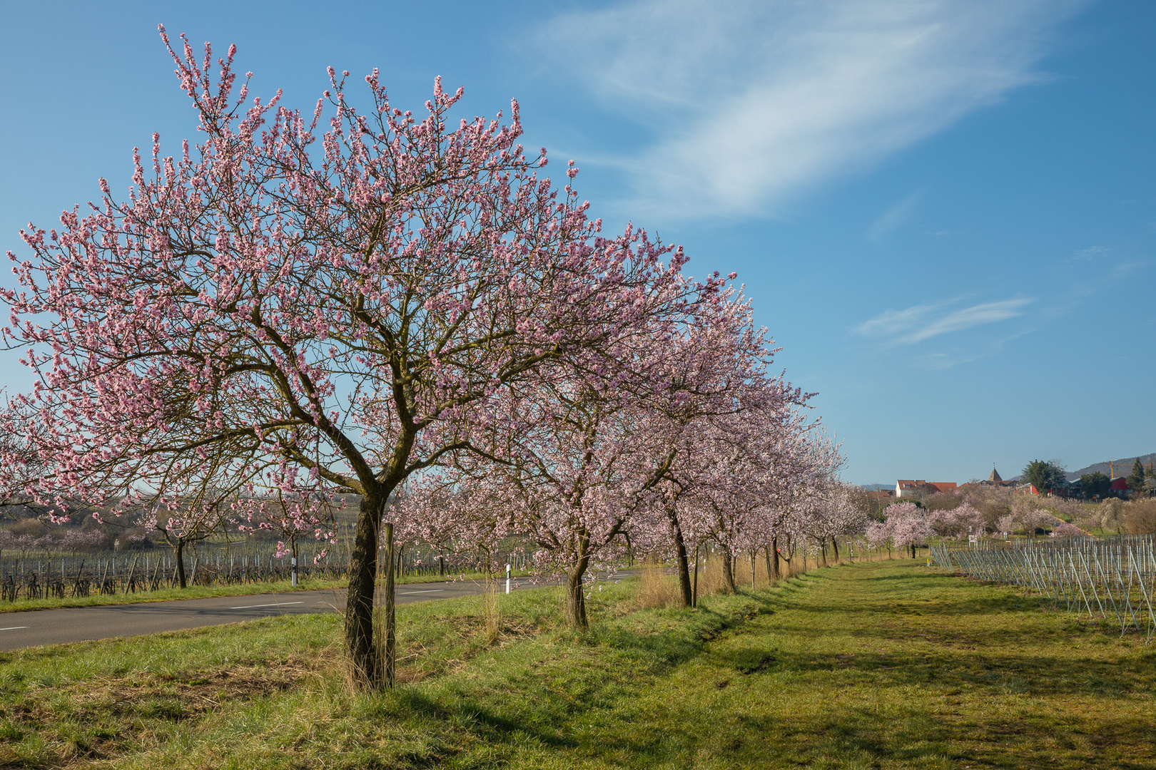 Mandelblüte in der Pfalz