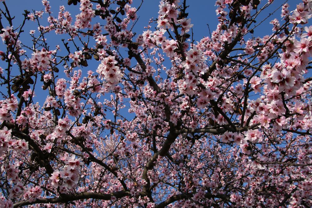 Mandelblüte in der Pfalz 9