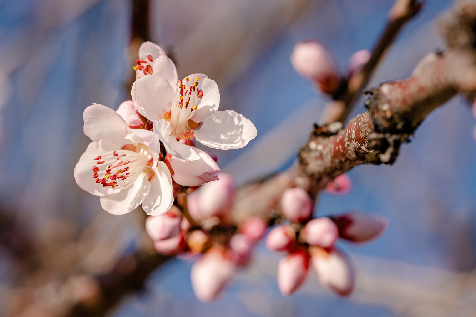 Mandelblüte in der Pfalz