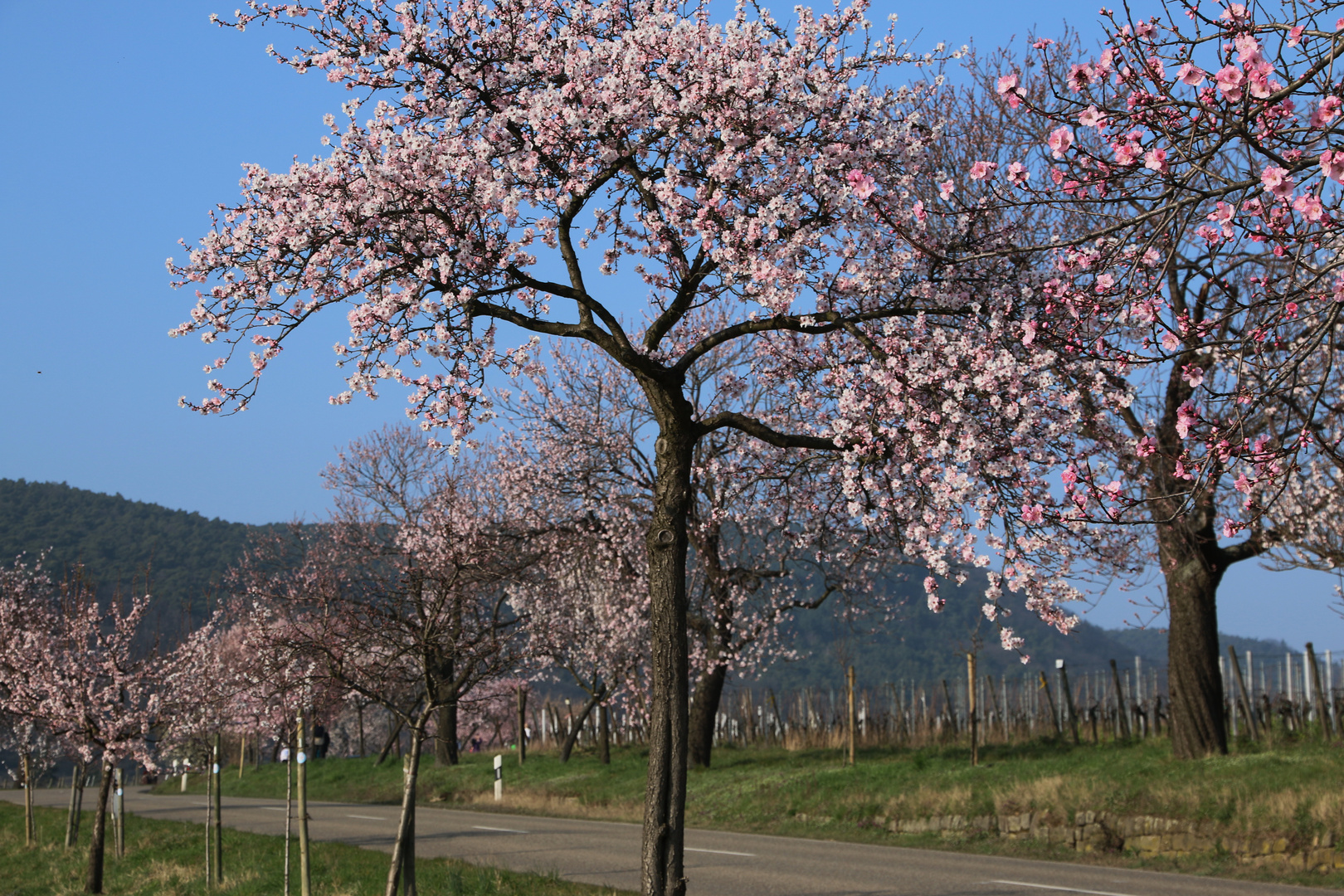 Mandelblüte in der Pfalz Foto & Bild pflanzen, pilze & flechten