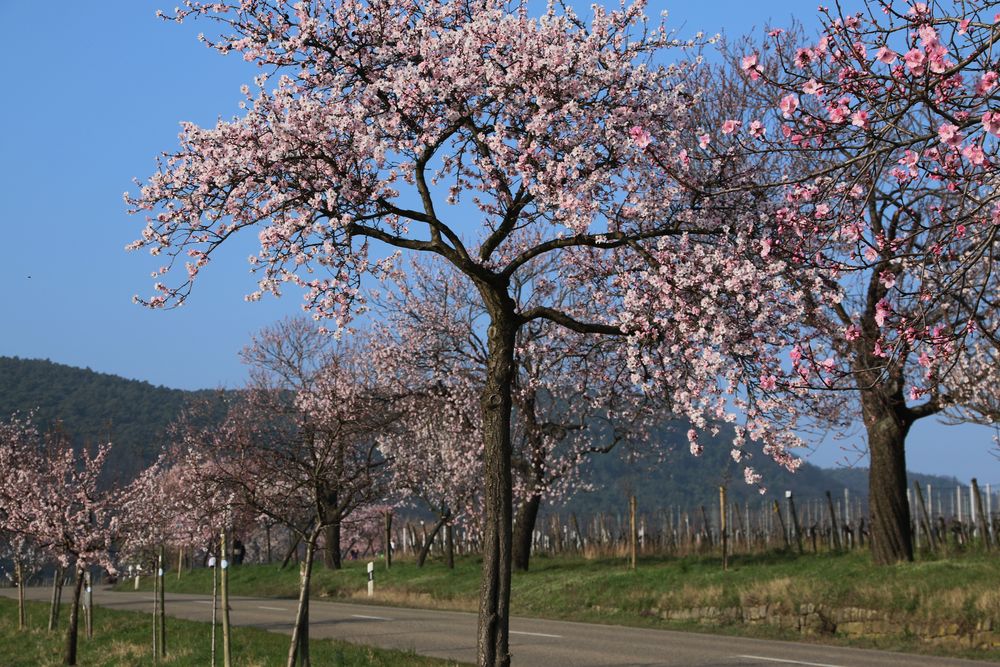 Mandelblüte in der Pfalz