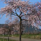 Mandelblüte in der Pfalz