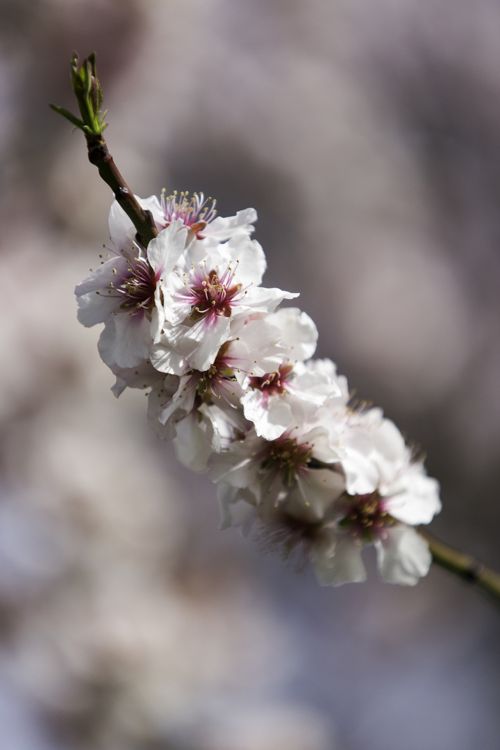 Mandelblüte in der Pfalz