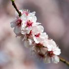 Mandelblüte in der Pfalz