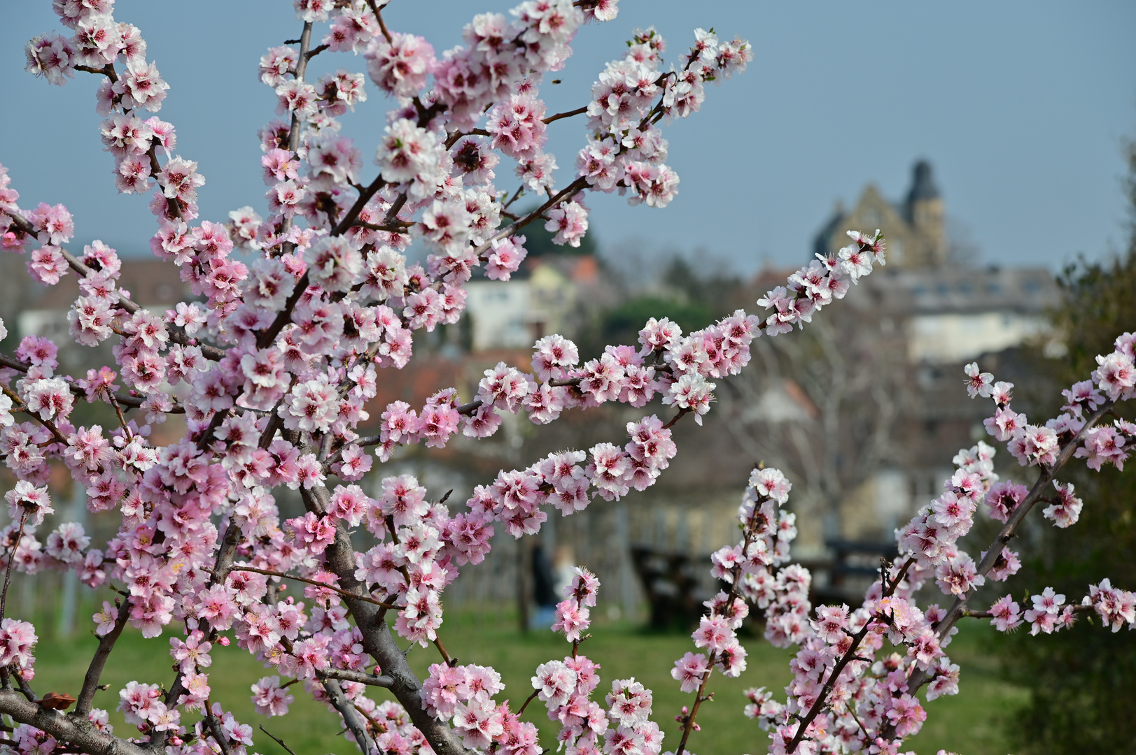 Mandelblüte in der Pfalz