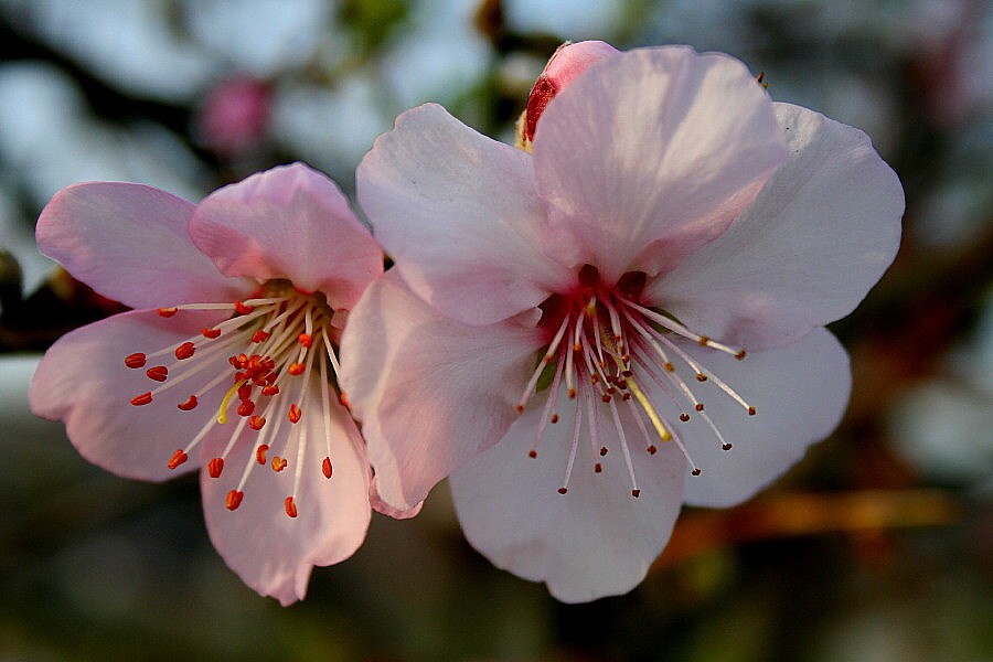 Mandelblüte in der Pfalz