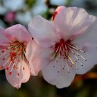 Mandelblüte in der Pfalz