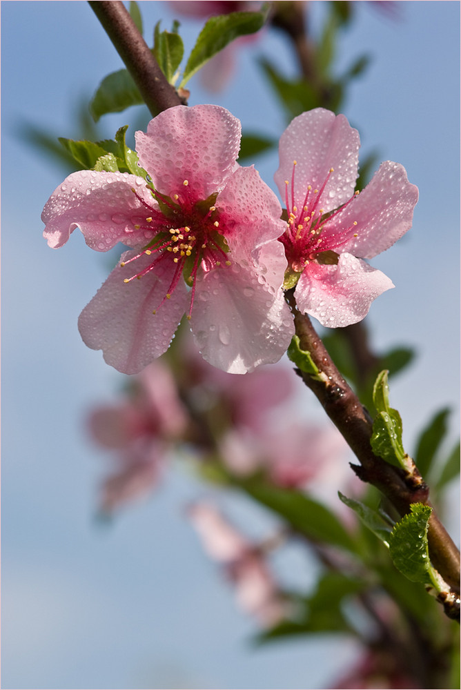 Mandelblüte in der Pfalz