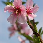 Mandelblüte in der Pfalz