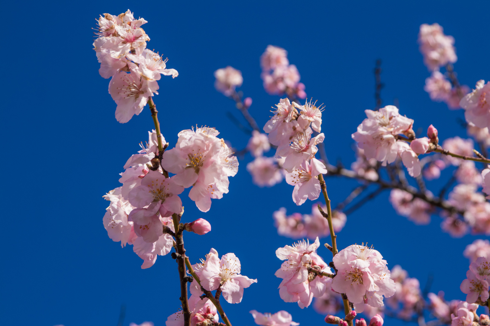 Mandelblüte in der Pfalz