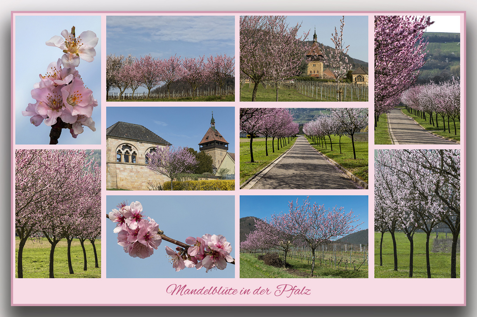 Mandelblüte in der Pfalz