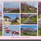 Mandelblüte in der Pfalz