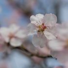 Mandelblüte in der Pfalz