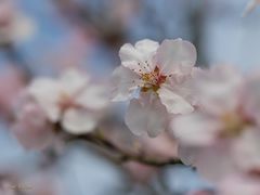 Mandelblüte in der Pfalz