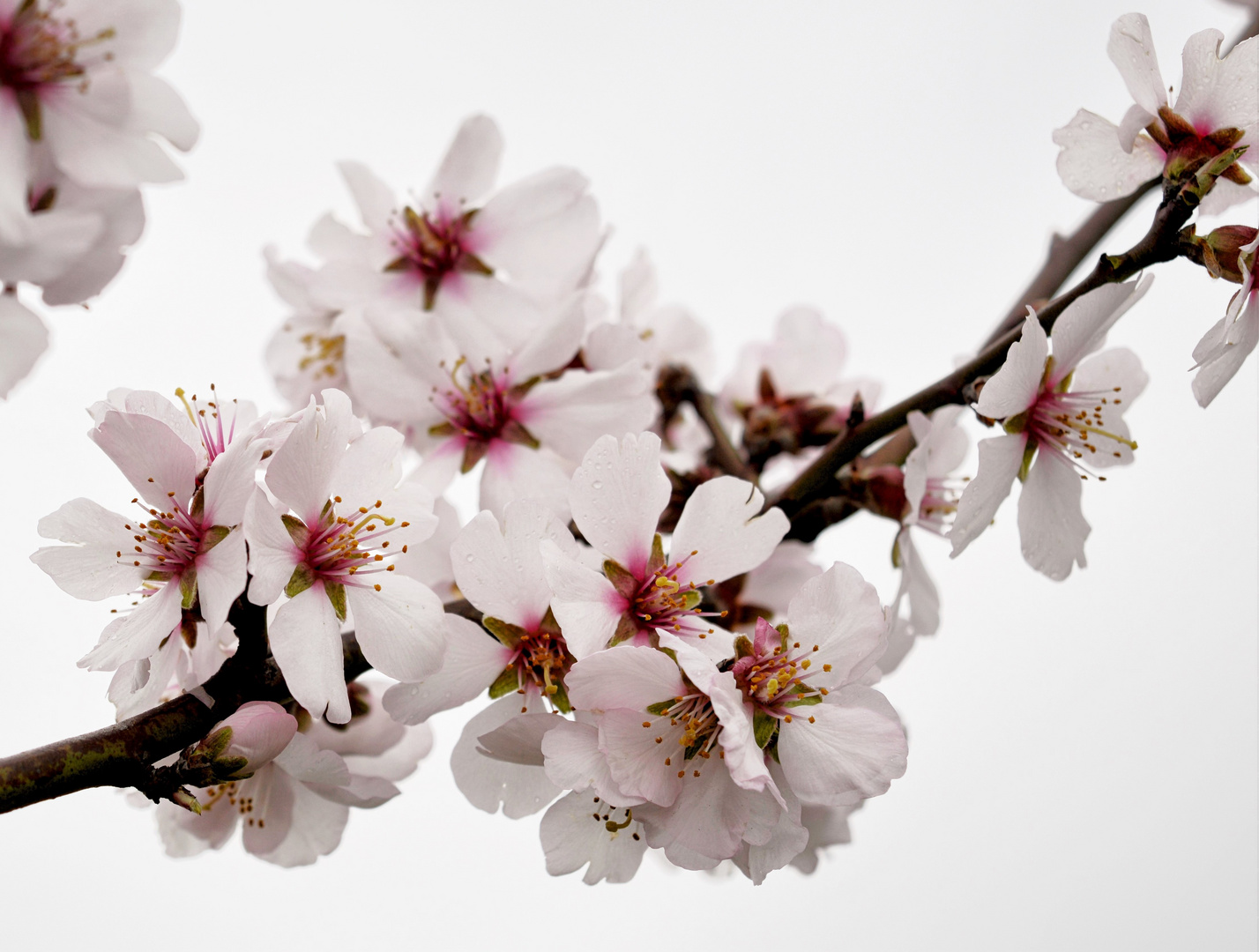 Mandelblüte in der Pfalz