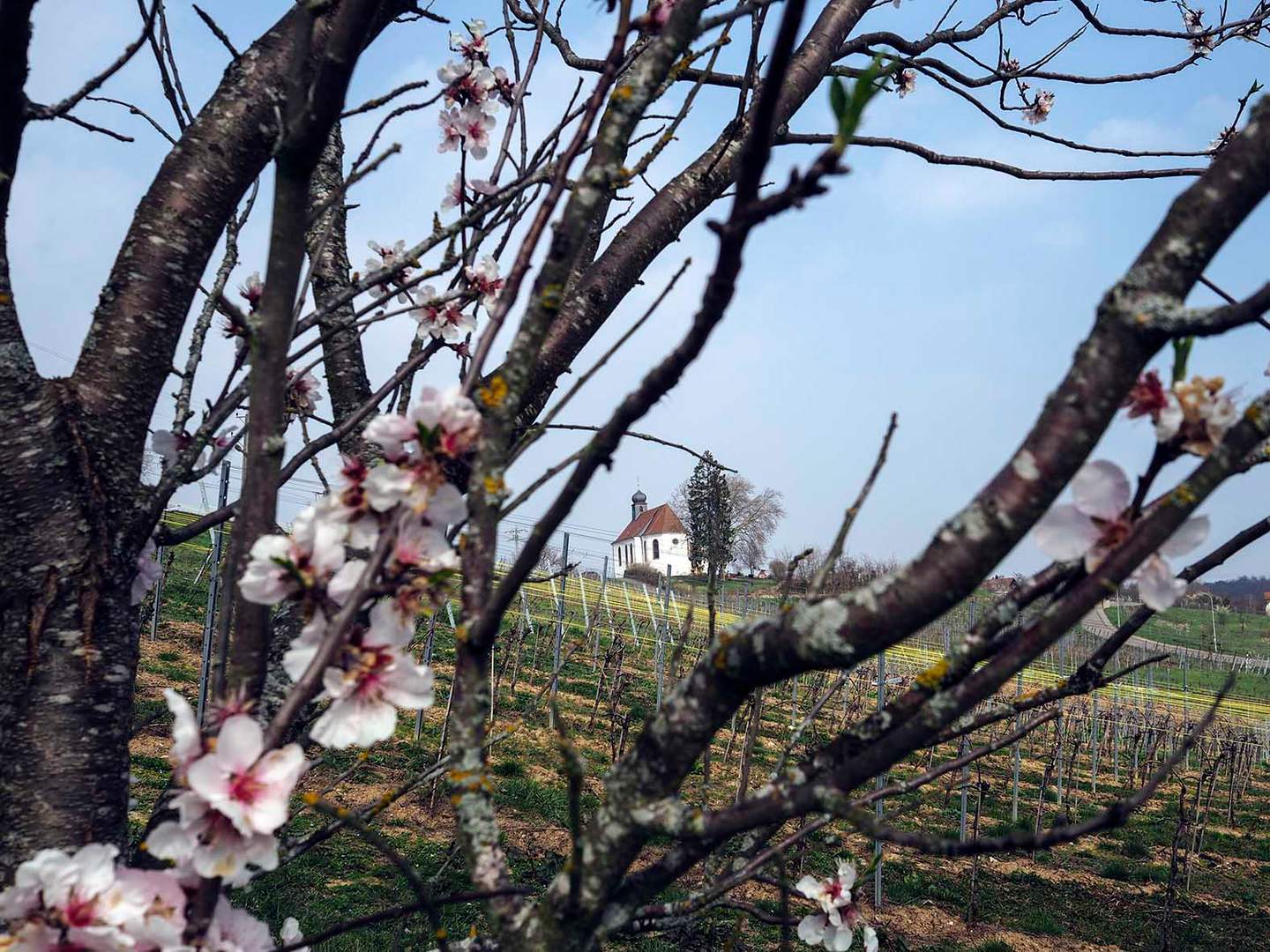 Mandelblüte in der Pfalz