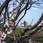 Mandelblüte in der Pfalz