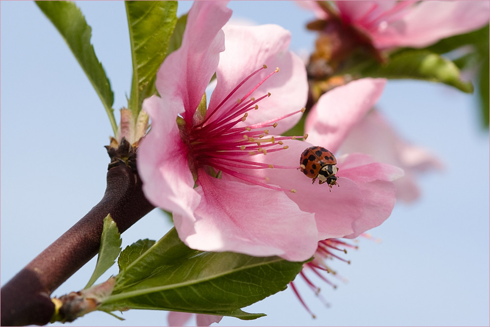 Mandelblüte in der Pfalz II