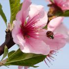 Mandelblüte in der Pfalz II