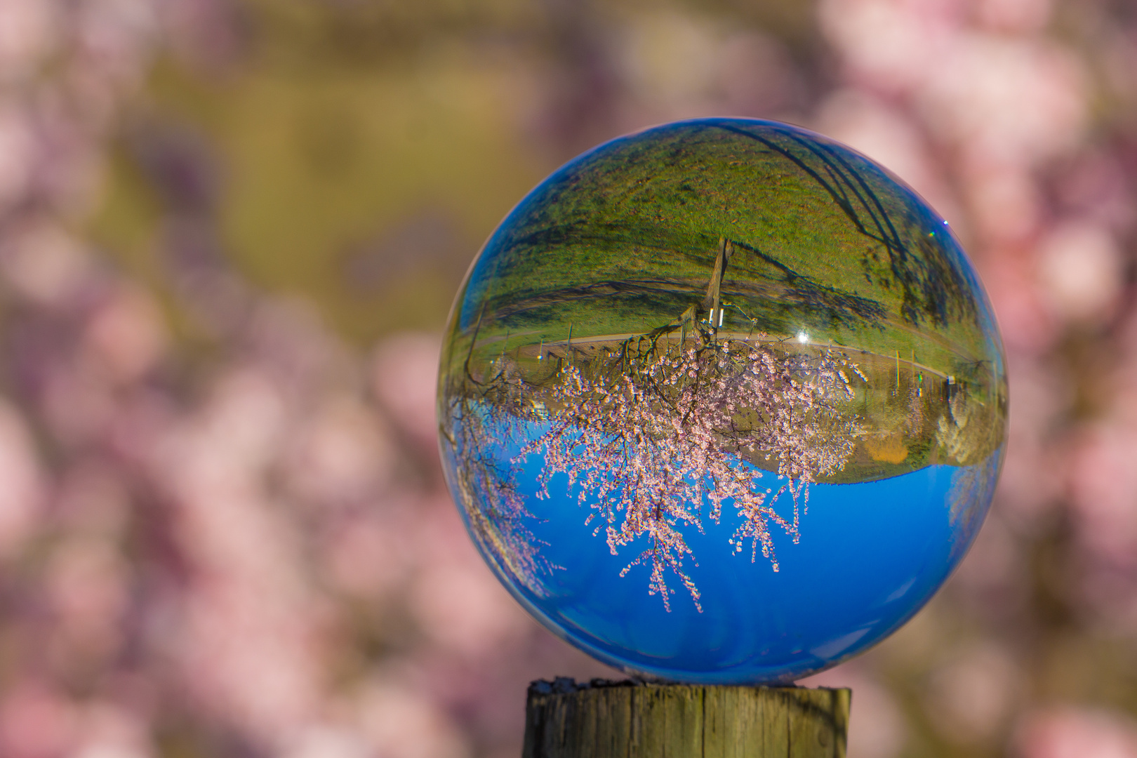 Mandelblüte in der Pfalz und die Welt steht Kopf