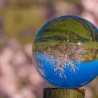 Mandelblüte in der Pfalz und die Welt steht Kopf