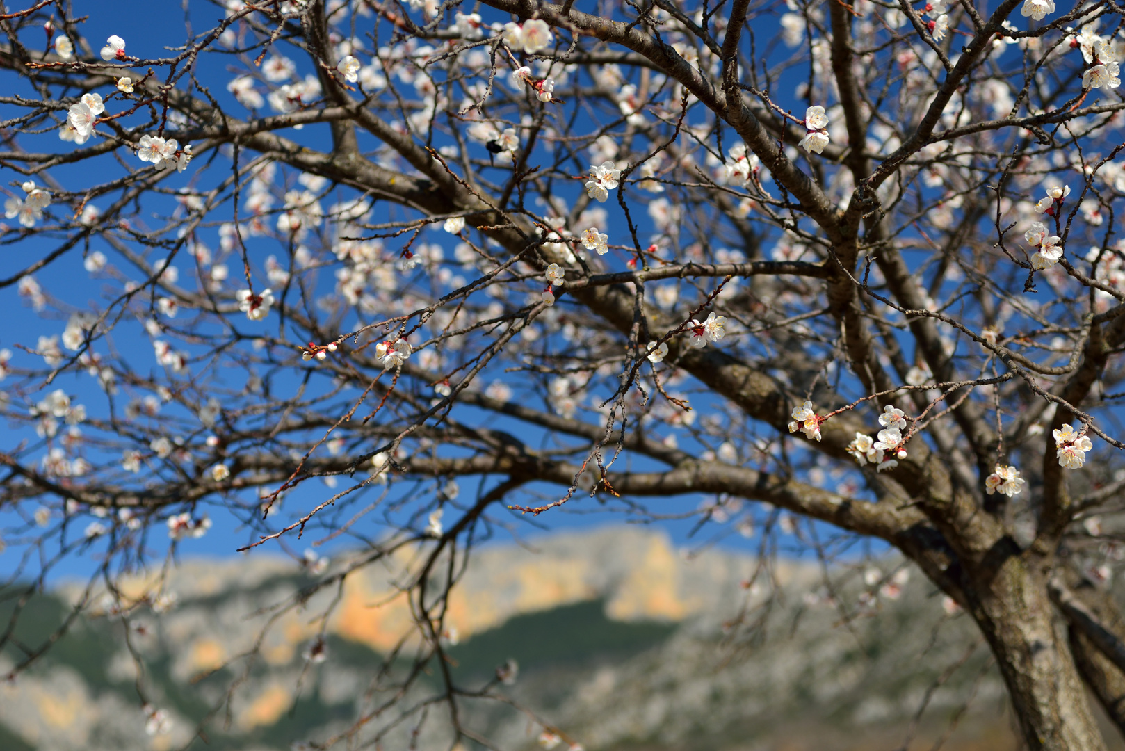 Mandelblüte in der Provence