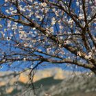Mandelblüte in der Provence