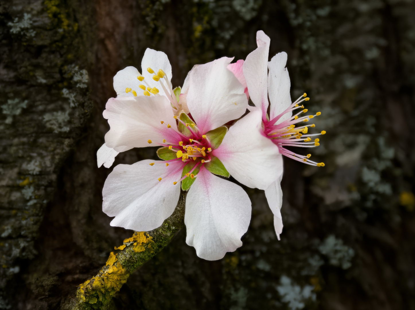 Mandelblüte in der Südpfalz