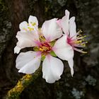 Mandelblüte in der Südpfalz