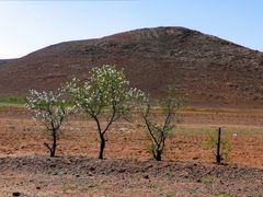 Mandelblüte in der Wüste