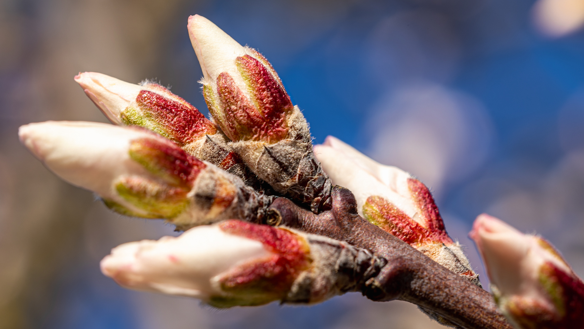 Mandelblüte in Edenkoben 2022-011