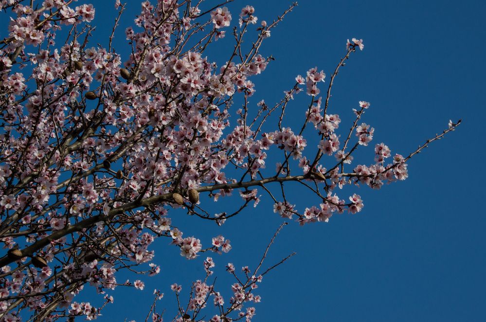 Mandelblüte in Edenkoben