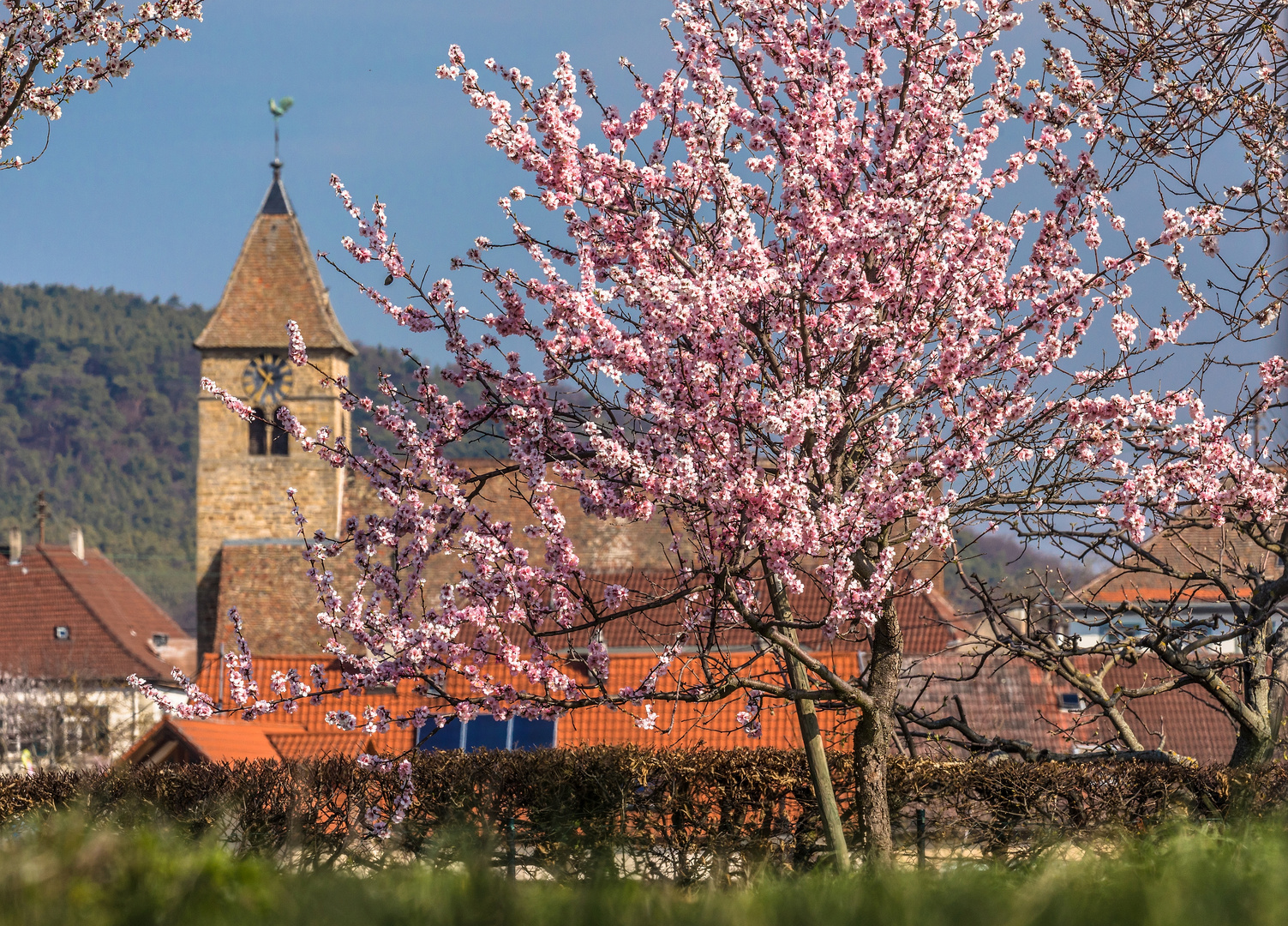 Mandelblüte in Gimmeldingen