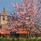 Mandelblüte in Gimmeldingen