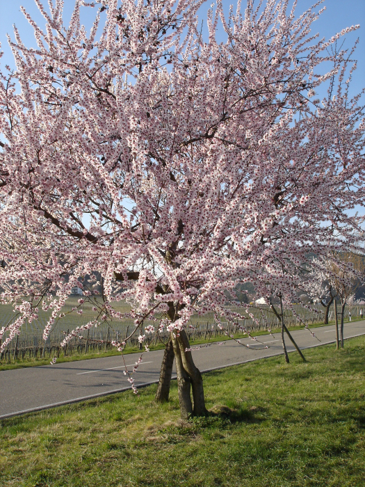 Mandelblüte in Gimmeldingen