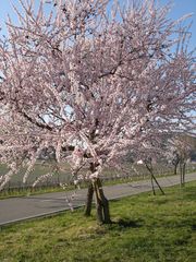 Mandelblüte in Gimmeldingen