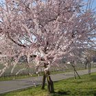 Mandelblüte in Gimmeldingen