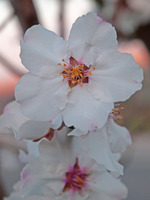 Mandelblüte in Gimmeldingen