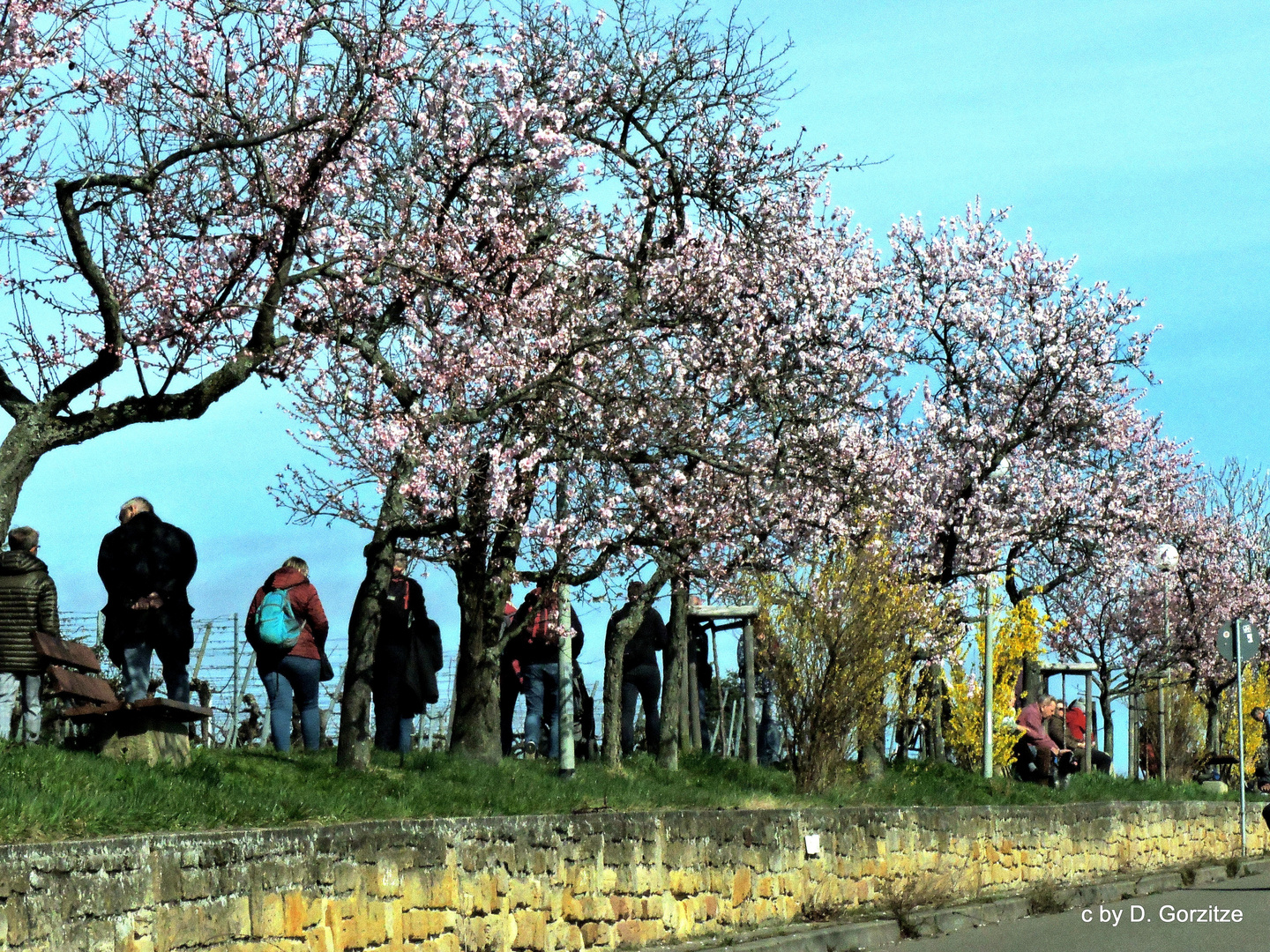 Mandelblüte in Gimmeldingen !