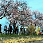 Mandelblüte in Gimmeldingen !